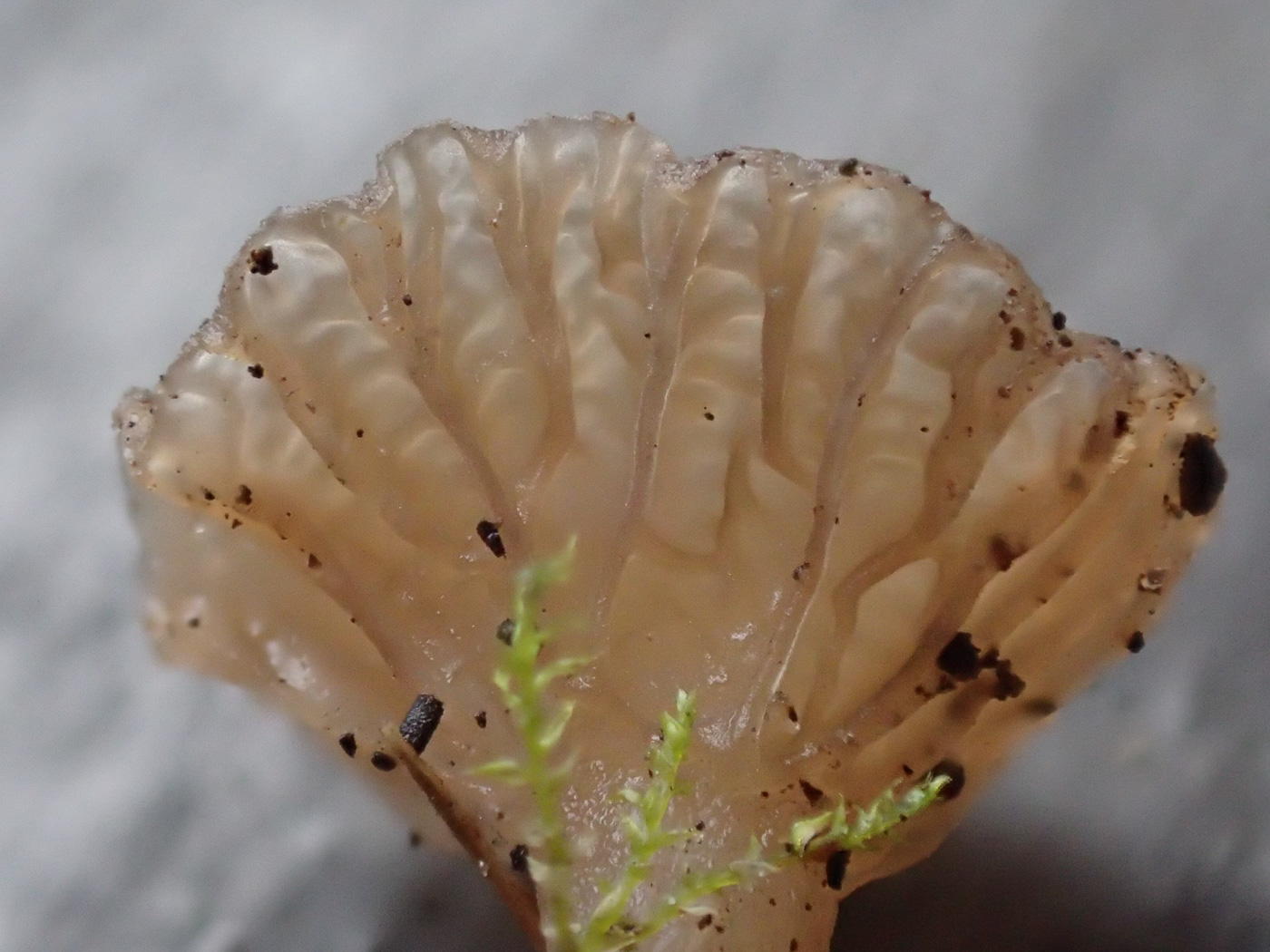 Photo © Sarah Ebdon Arrhenia rickenii by Sarah Ebdon